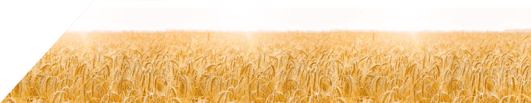 中型面粉加工设备